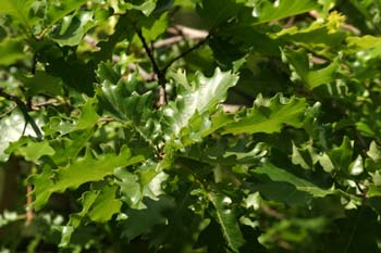 Roble pubescente (Quercus pubescens)