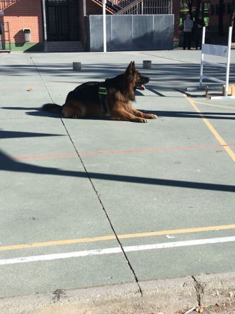 La Unidad Canina de la Policia Municipal de Las Rozas visita el cole_2_CEIP FDLR_Las Rozas_2017  1