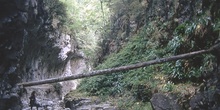 Tronco de un árbol caído sobre un río