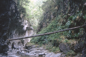Tronco de un árbol caído sobre un río