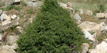 Enebro común - Porte (Juniperus communis)