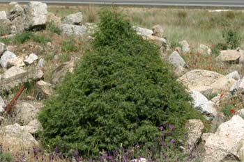 Enebro común - Porte (Juniperus communis)