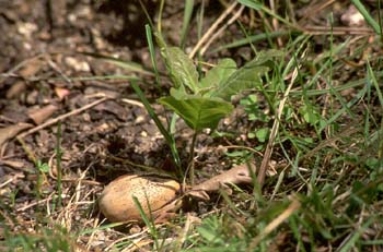 Rebollo / melojo - Planta Jóven (Quercus pyrenaica)