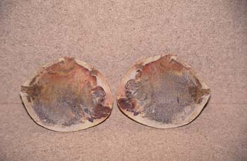 Paleomismus sp. (Pez) Pérmico