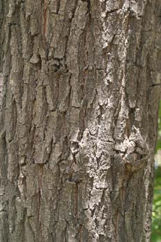 Carvallo - Tronco (Quercus robur)