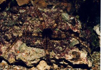 Ofiura (Equinodermo)