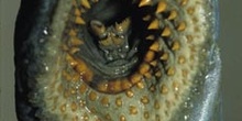 Lamprea marina (Petromyzon marinus)