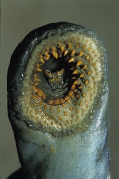 Lamprea marina (Petromyzon marinus)