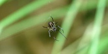 Araña (Argiope sp.)