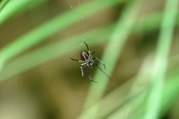 Araña (Argiope sp.)