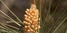 Pino resinero - Flor (Pinus pinaster)