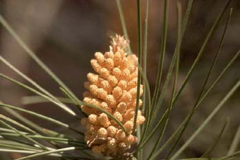 Pino resinero - Flor (Pinus pinaster)