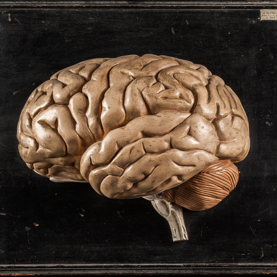 IES_SANISIDRO_MUSEO_Fisiologia_006