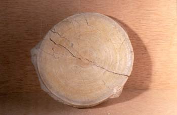 Tiburón-Vértebra (Peces) Eoceno