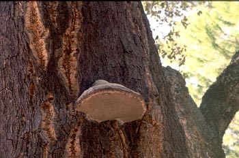 Hongo yesquero (Fomes fometarius)