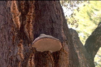Hongo yesquero (Fomes fometarius)