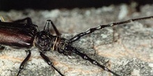 Longicornio de los quercus (Cerambyx vellutinus)