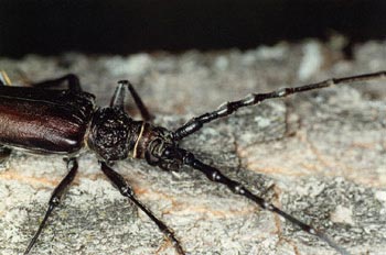 Longicornio de los quercus (Cerambyx vellutinus)