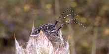 Longicornio de los cardos (Agapanthia irrorata)