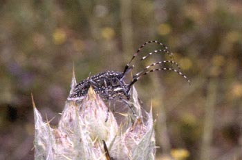 Longicornio de los cardos (Agapanthia irrorata)