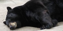Oso Negro Americano