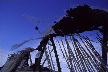Invernaderos rotos, Canarias