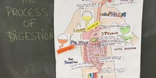 PRIMARIA_TERCERO_NATURAL SCIENCE_THE PROCESS OF DIGESTION_ACTIVIDADES