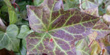 Hiedra (Hedera helix)