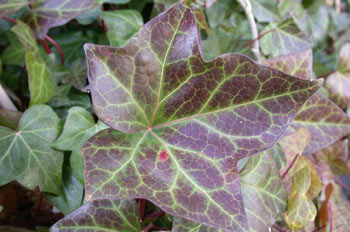 Hiedra (Hedera helix)