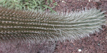 Trixanthocereus cullmannia