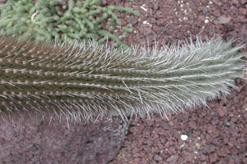 Trixanthocereus cullmannia