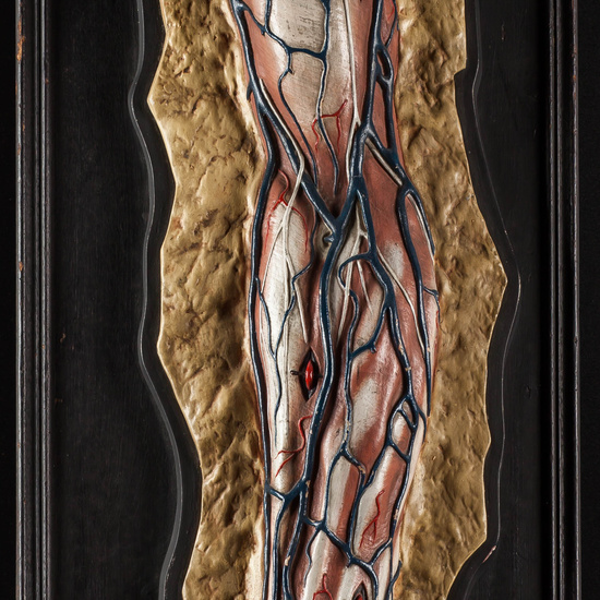 IES_SANISIDRO_MUSEO_Fisiologia_001