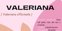 Infografía uso medicinal valeriana