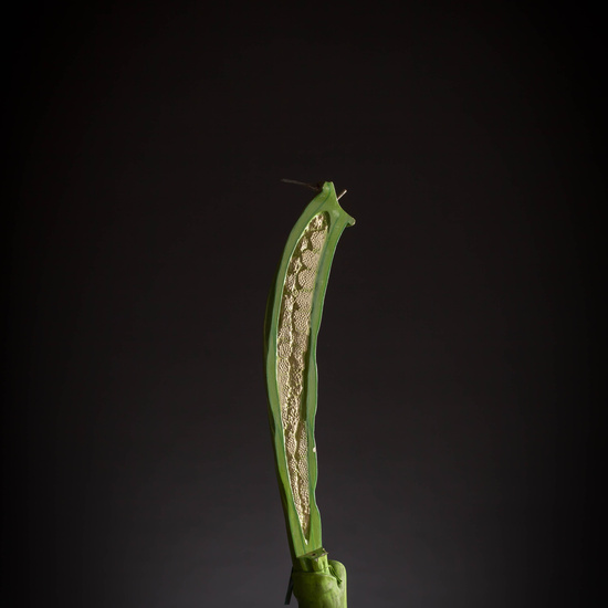 IES_CARDENALCISNEROS_BOTANICA_III_MODELOS_061