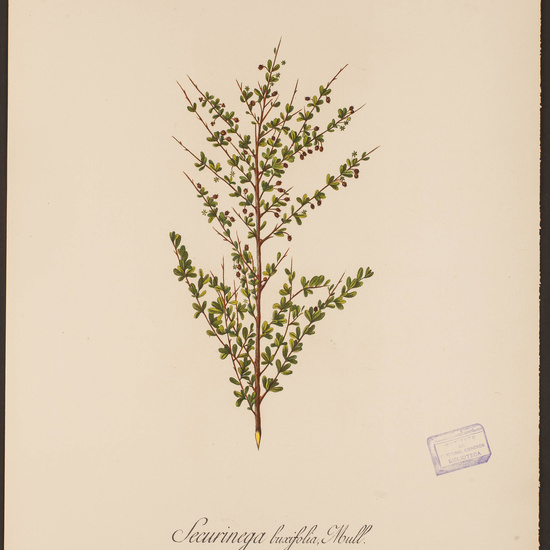 IES_CARDENALCISNEROS_HERBARIO_036