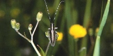 Longicornio de los cardos (Agapanthia cardui)