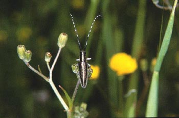 Longicornio de los cardos (Agapanthia cardui)