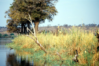 Río Chobe, Botswana