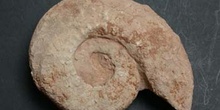 Berriasella tarini (Ammonites) Jurásico