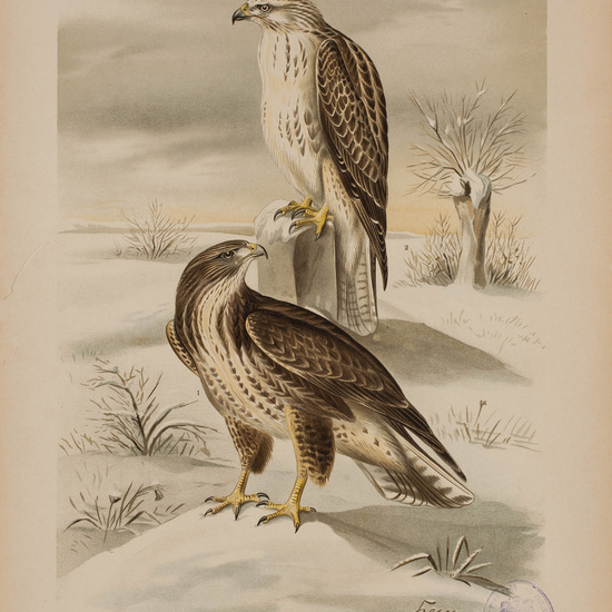 IES_CARDENALCISNEROS_AVES_LAMINAS_182