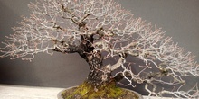Museo del Bonsai 8