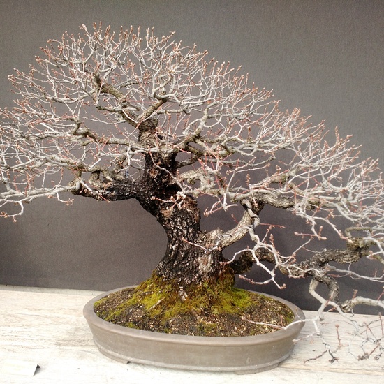 Museo del Bonsai 8