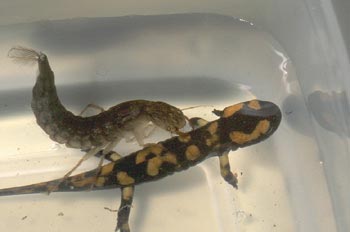 Escarabajo buceador (Dytiscus marginalis)