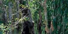 Manglar