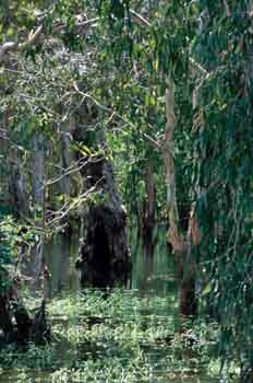 Manglar