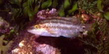 Labrido (Symphodus melops)