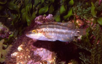 Labrido (Symphodus melops)