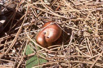 Gomphidius rutilus