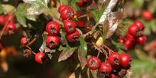 Espino majuelo - Fruto (Crataegus monogyna)