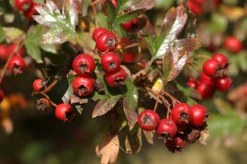 Espino majuelo - Fruto (Crataegus monogyna)